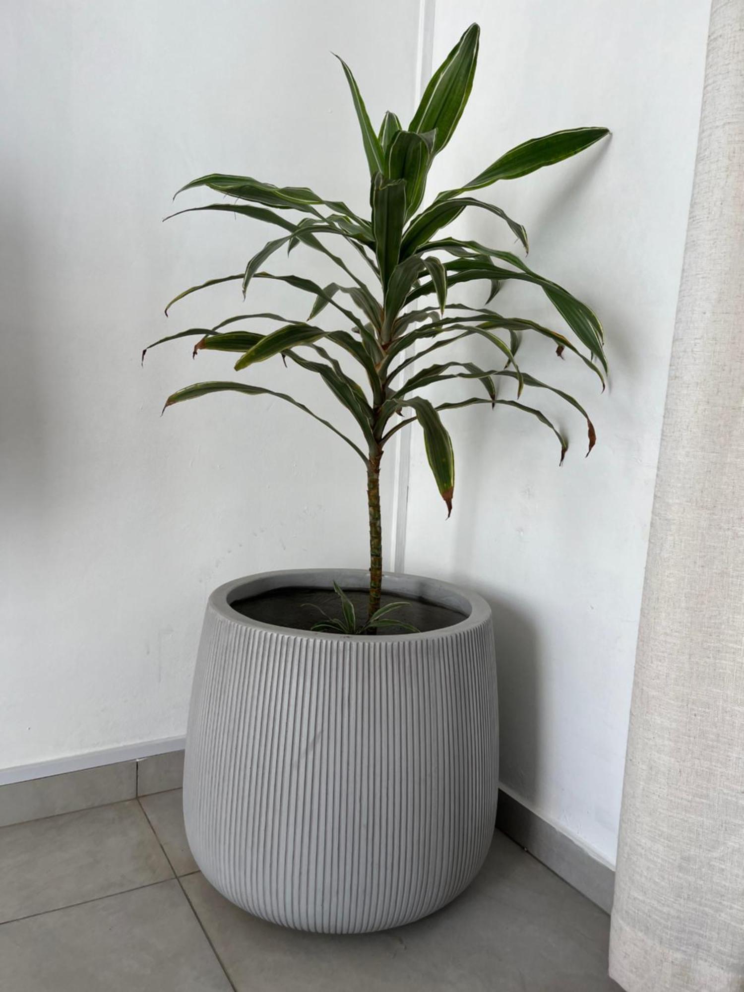 Cosy 2 Bedrooms Apts In Pereybere -Seasons Break Apartment Pereybere Beach エクステリア 写真